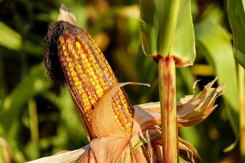 Corn field